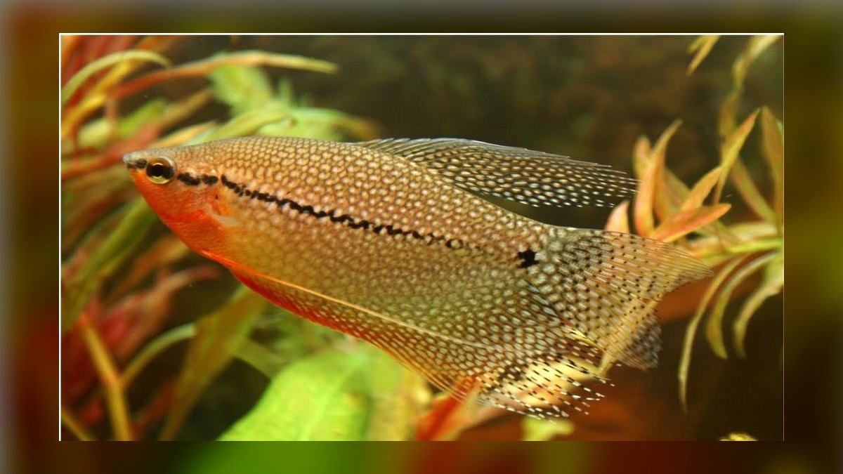 Top 10 Pearl Gourami Peaceful Gouramis 2027 — figure 8