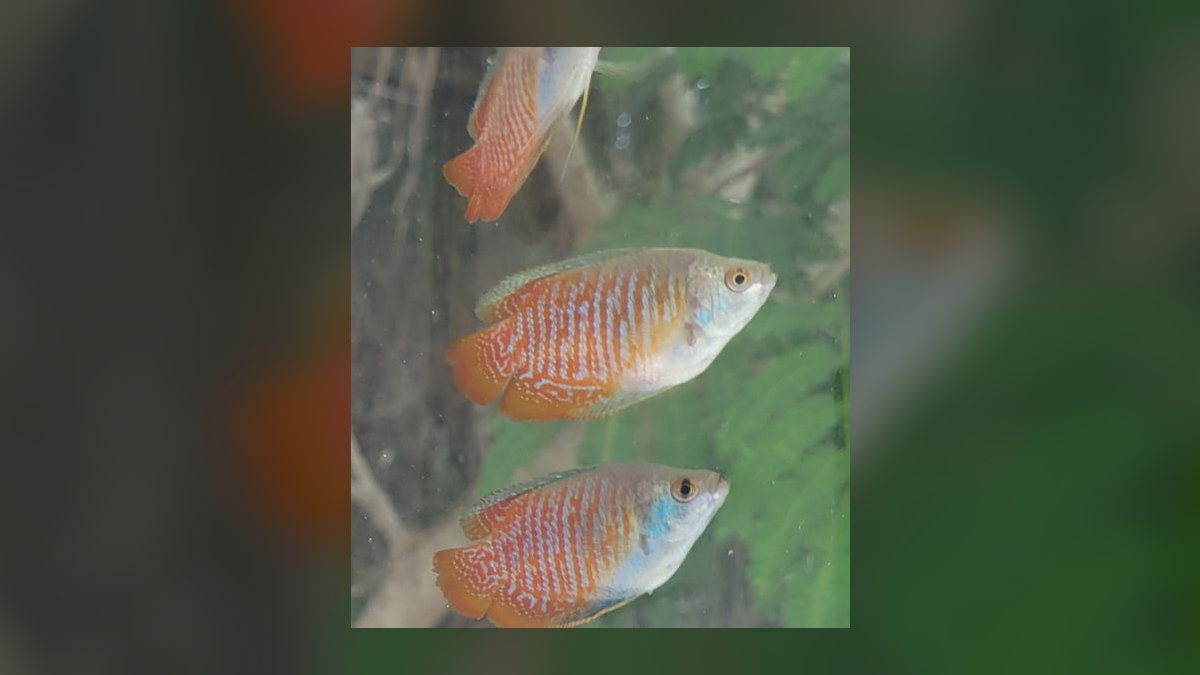 Top 10 Dwarf Gourami Color Morphs 2027 — figure 10