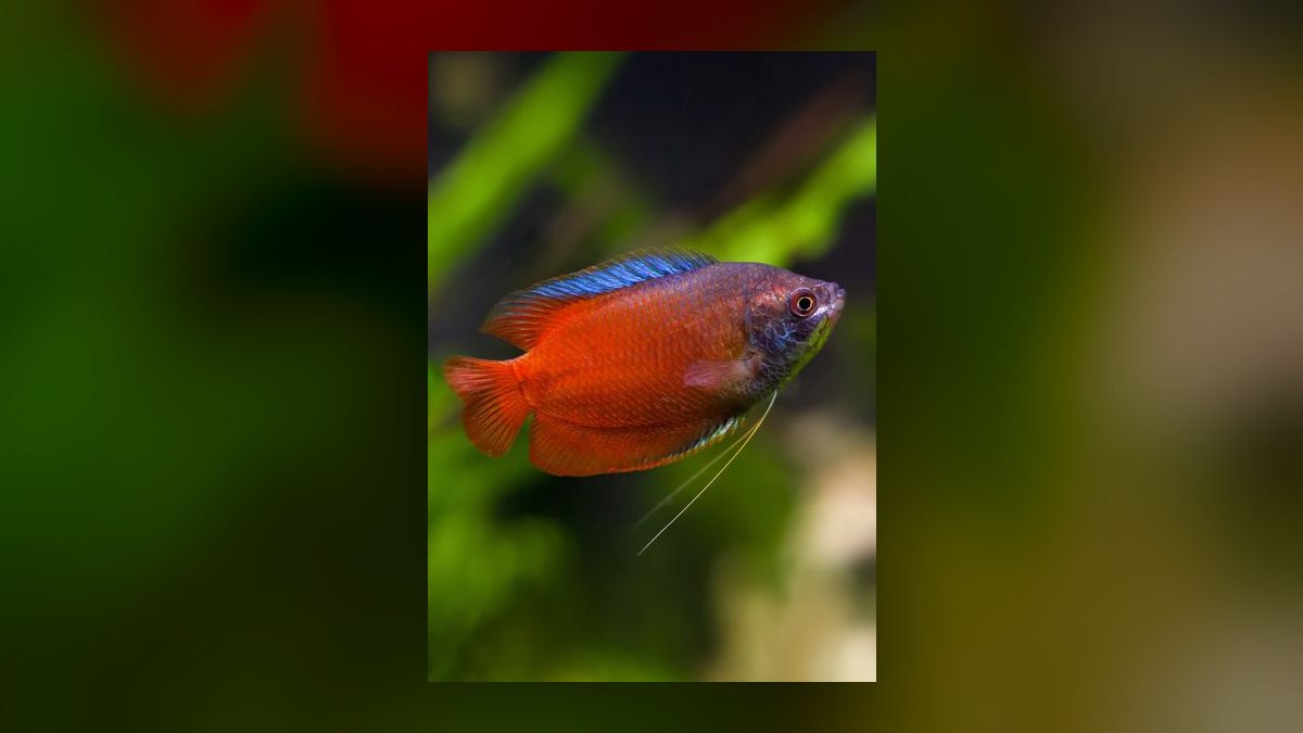 Top 10 Dwarf Gourami Color Morphs 2027 — figure 7