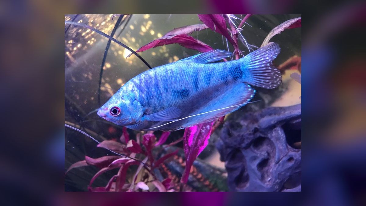 Top 10 Dwarf Gourami Color Morphs 2027 — figure 8