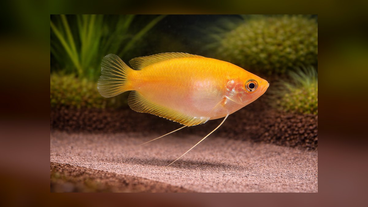 Top 10 Dwarf Gourami Color Morphs 2027 — figure 9