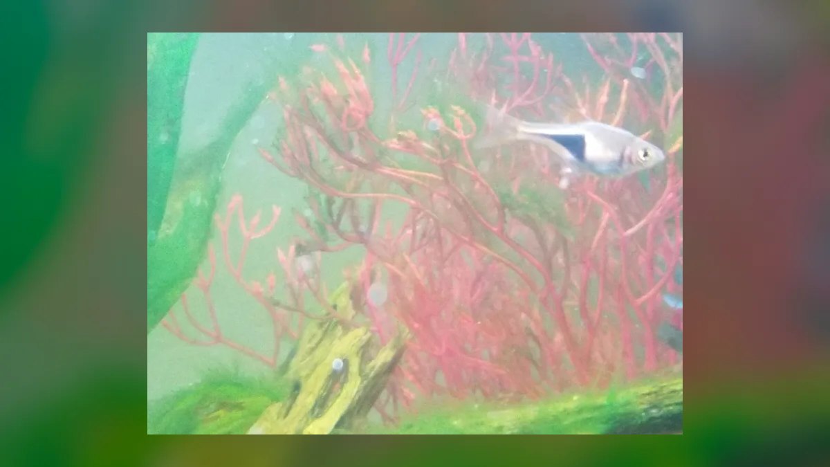 Top 10 Sparkling Gourami Nano Fish 2027 — figure 8