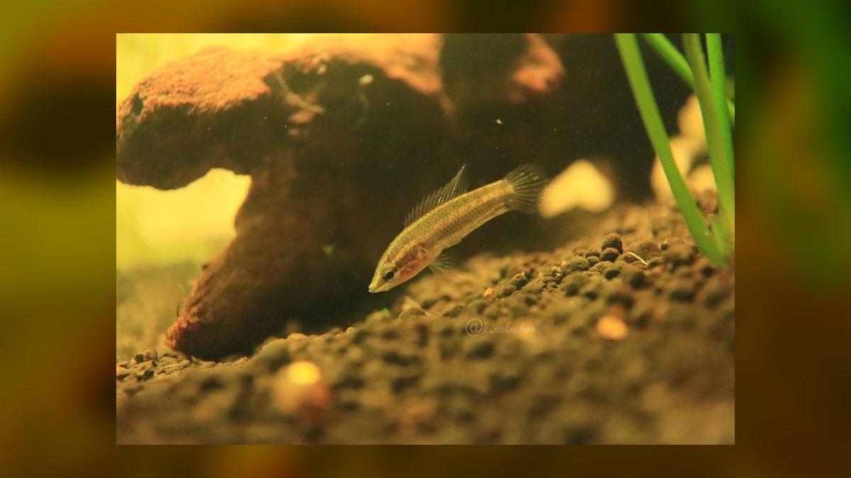 Top 10 Licorice Gourami Rare Gouramis 2027 — figure 10