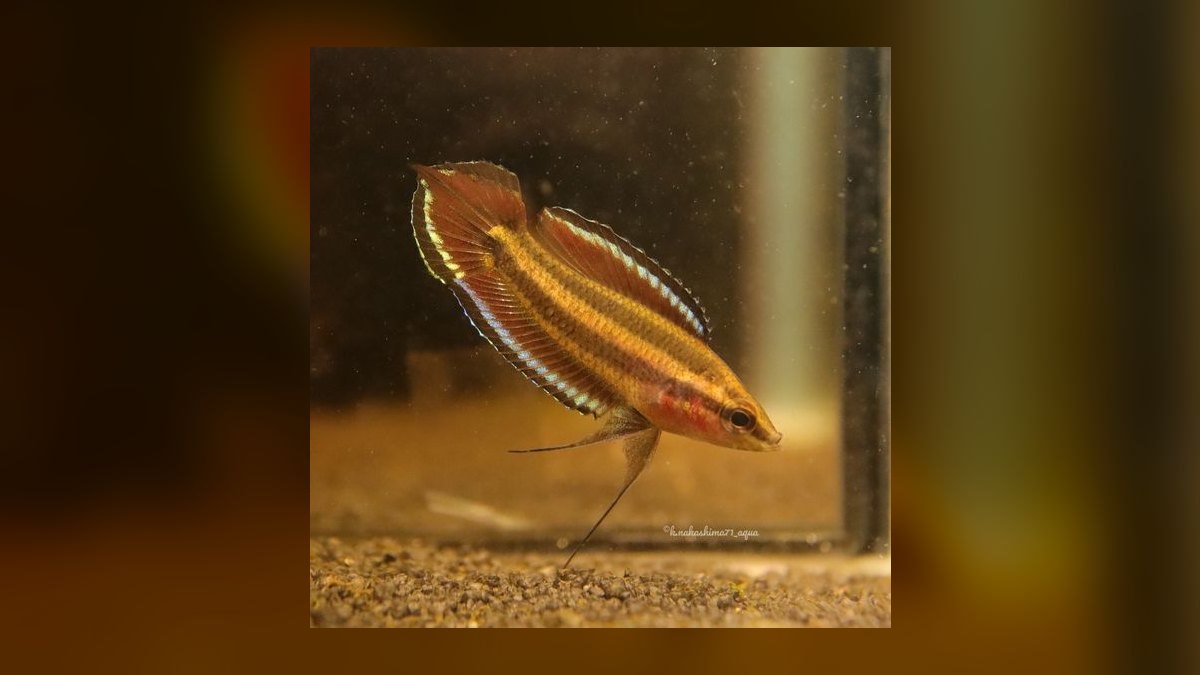 Top 10 Licorice Gourami Rare Gouramis 2027 — figure 7