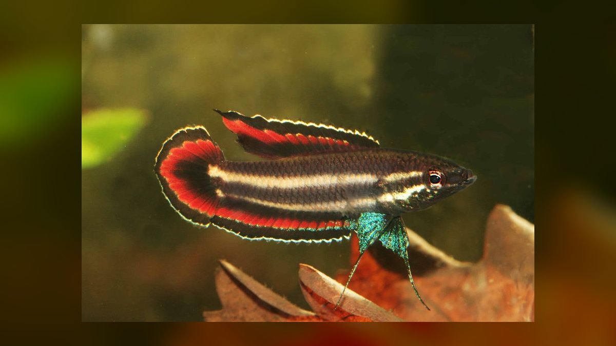 Top 10 Licorice Gourami Rare Gouramis 2027 — figure 8