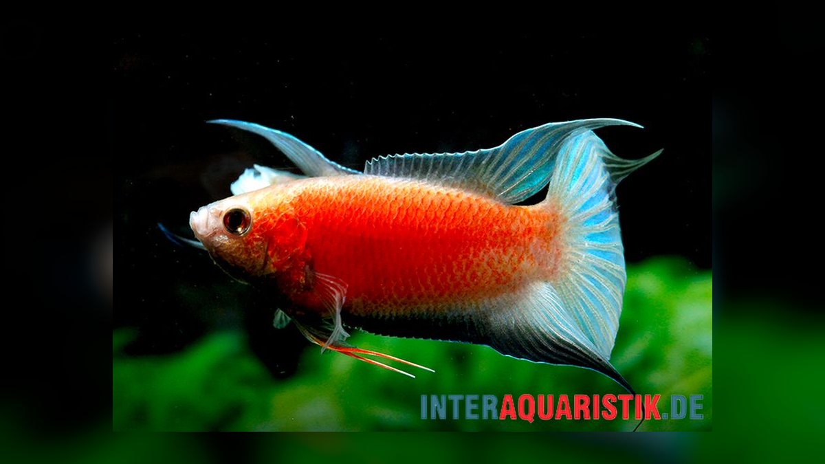 Top 10 Licorice Gourami Rare Gouramis 2027 — figure 9
