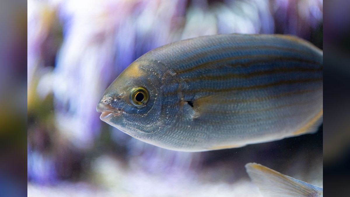 Top 10 Licorice Gourami Rare Gouramis 2027