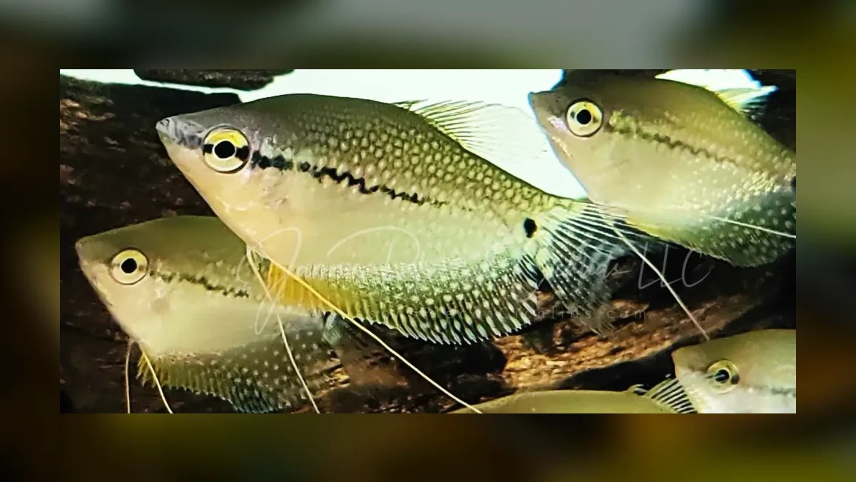 Top 10 Moonlight Gourami Large Gouramis 2027 — figure 10