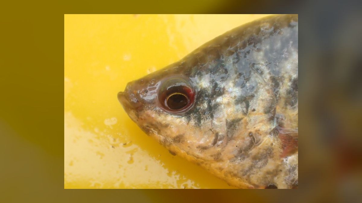 Top 10 Moonlight Gourami Large Gouramis 2027 — figure 7