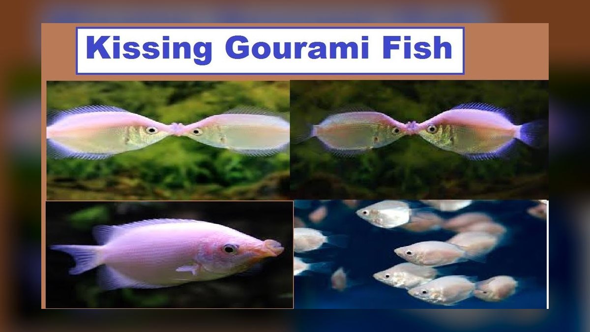 Top 10 Moonlight Gourami Large Gouramis 2027 — figure 9