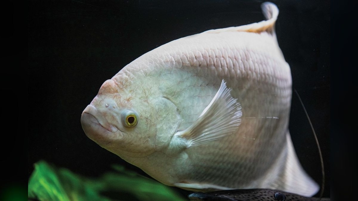 Top 10 Moonlight Gourami Large Gouramis 2027