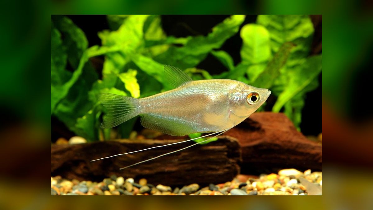 Top 10 Moonlight Gourami Large Gouramis 2027