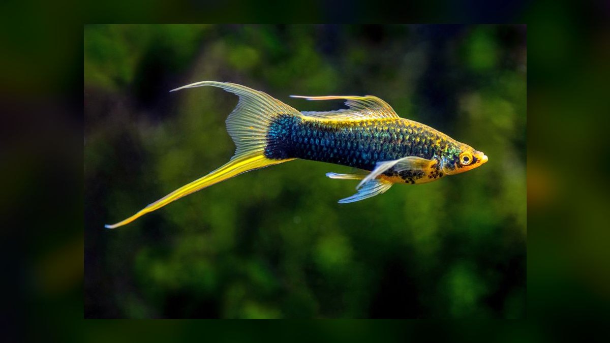 Top 10 Blue Gourami Community Fish 2027 — figure 8