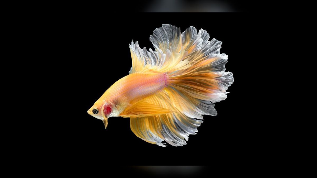 Top 10 Betta Fish Tail Types 2027 — figure 10
