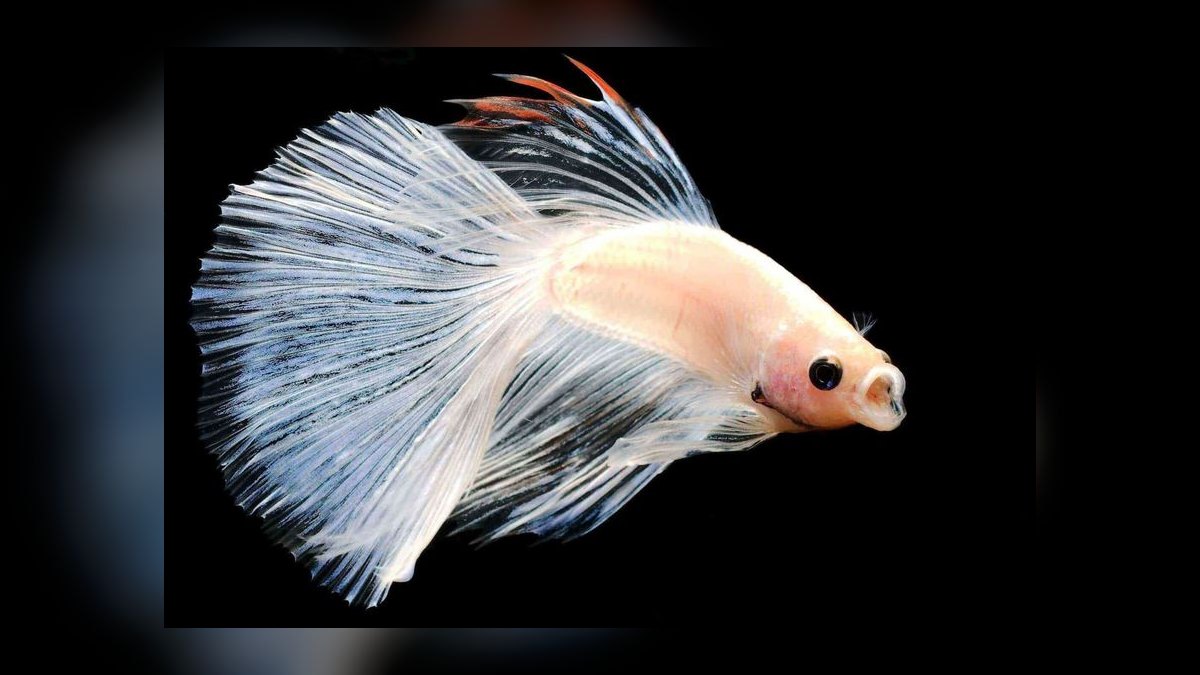 Top 10 Betta Fish Tail Types 2027 — figure 7