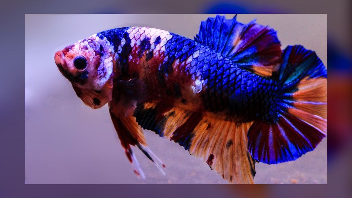 Top 10 Betta Fish Tail Types 2027 — figure 8