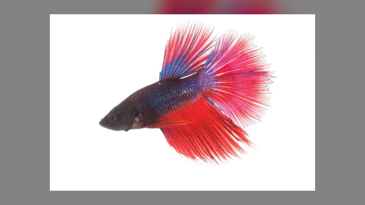 Top 10 Betta Fish Tail Types 2027 — figure 9