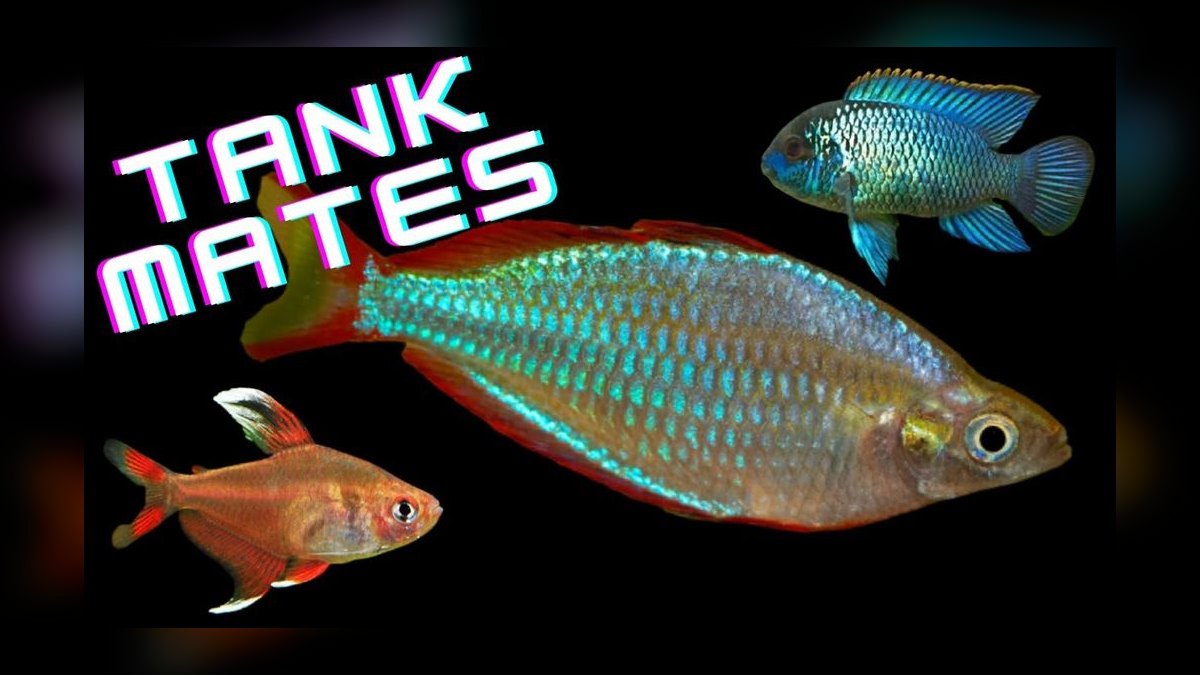 Top 10 Betta Sorority Tank Mates 2027 — figure 6