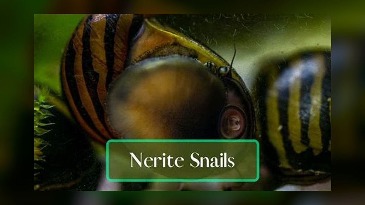 Top 10 Peaceful Betta Community Fish 2027 — figure 10