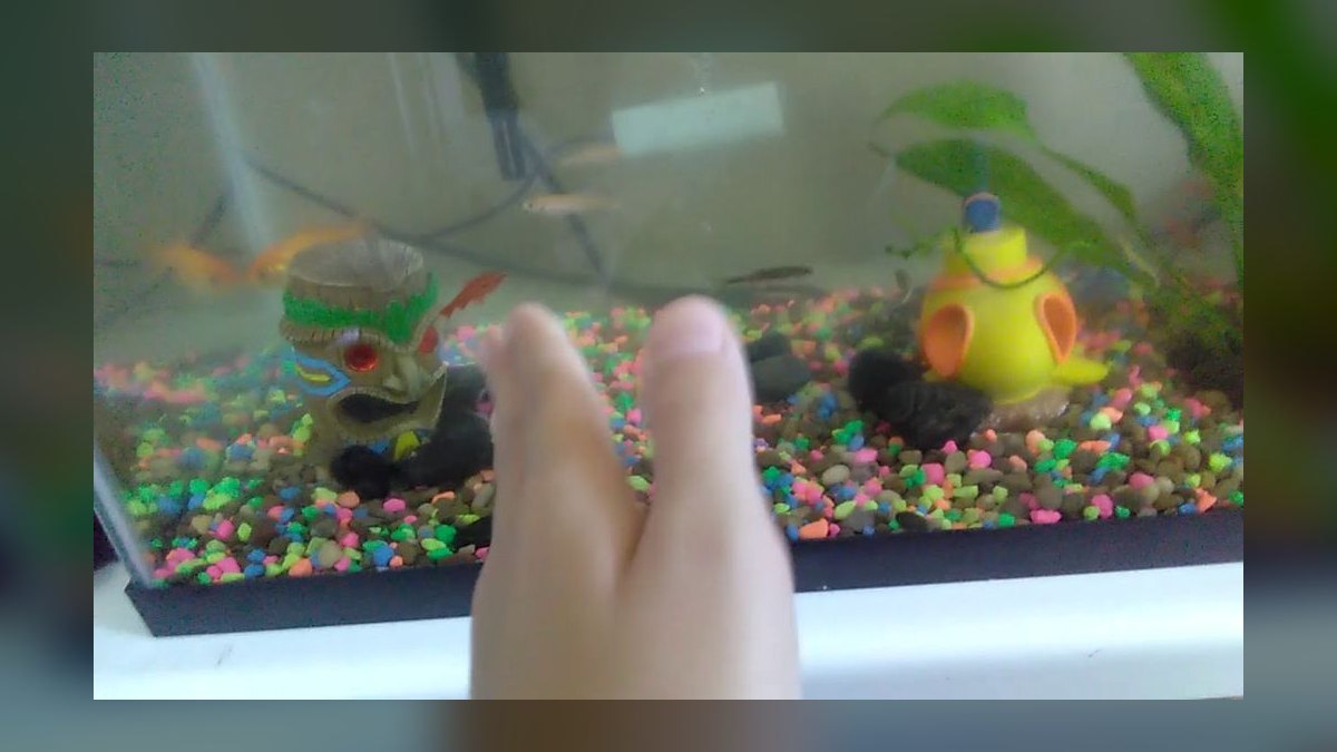 Top 10 Peaceful Betta Community Fish 2027 — figure 8