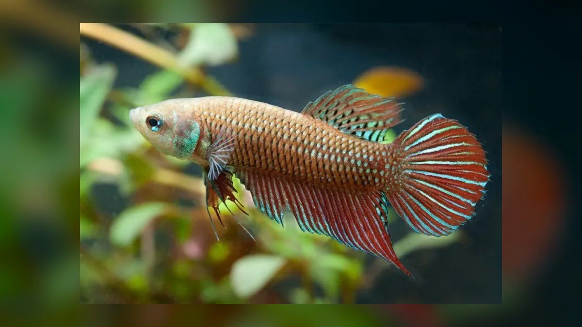 Top 10 Wild Type Betta Species 2027 — figure 1