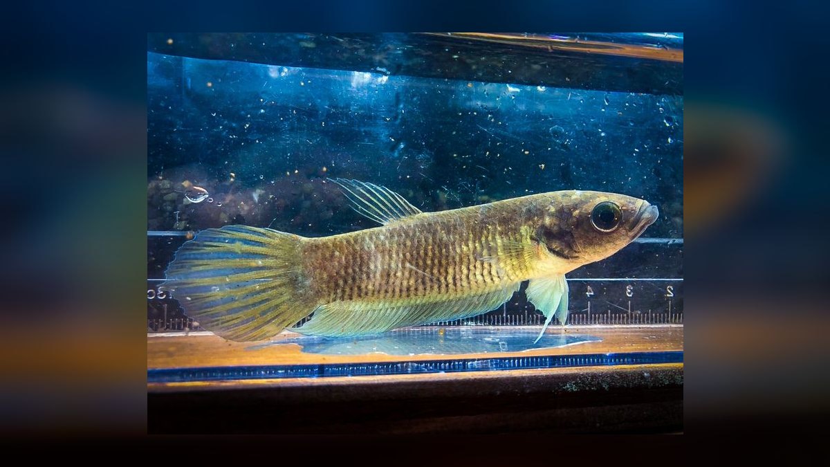 Top 10 Wild Type Betta Species 2027 — figure 10