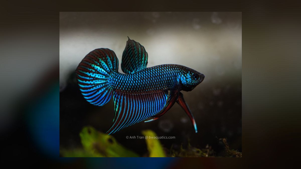 Top 10 Wild Type Betta Species 2027 — figure 2
