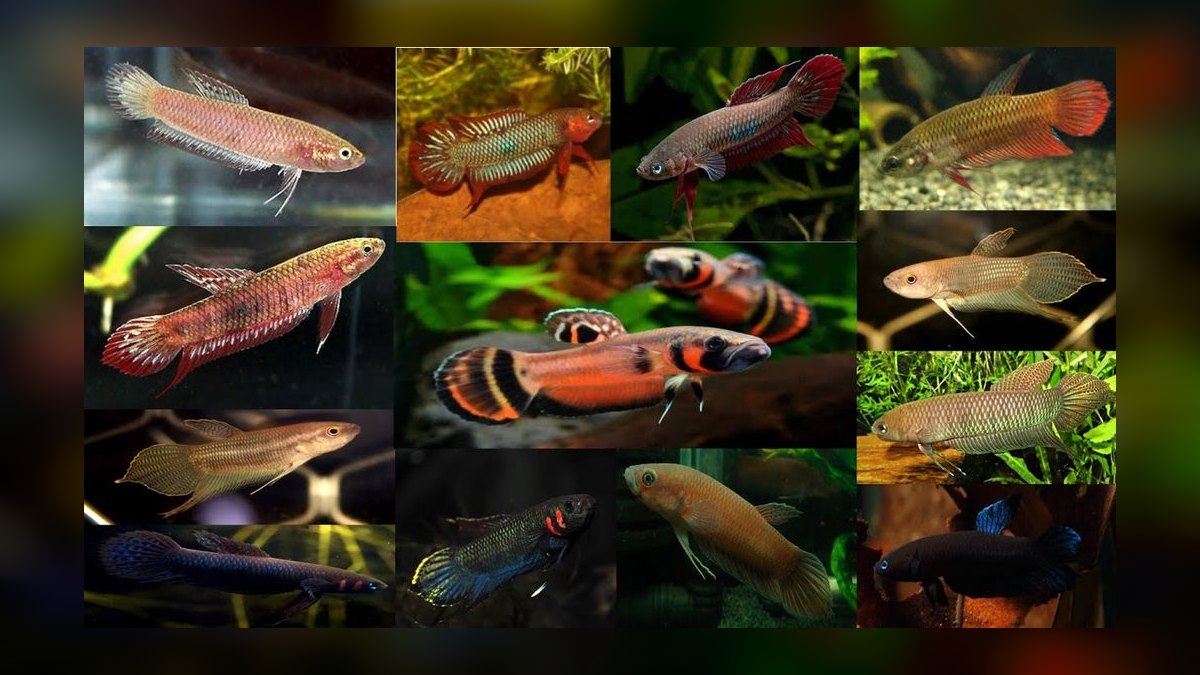 Top 10 Wild Type Betta Species 2027 — figure 6