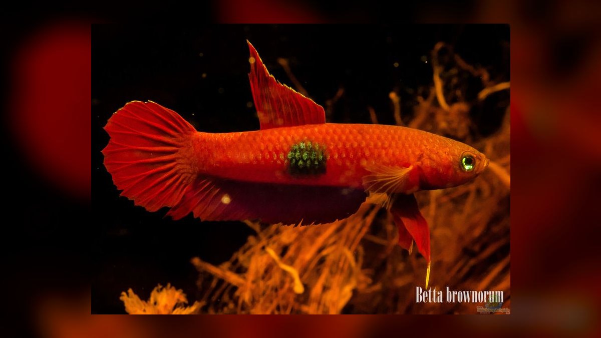 Top 10 Wild Type Betta Species 2027 — figure 7