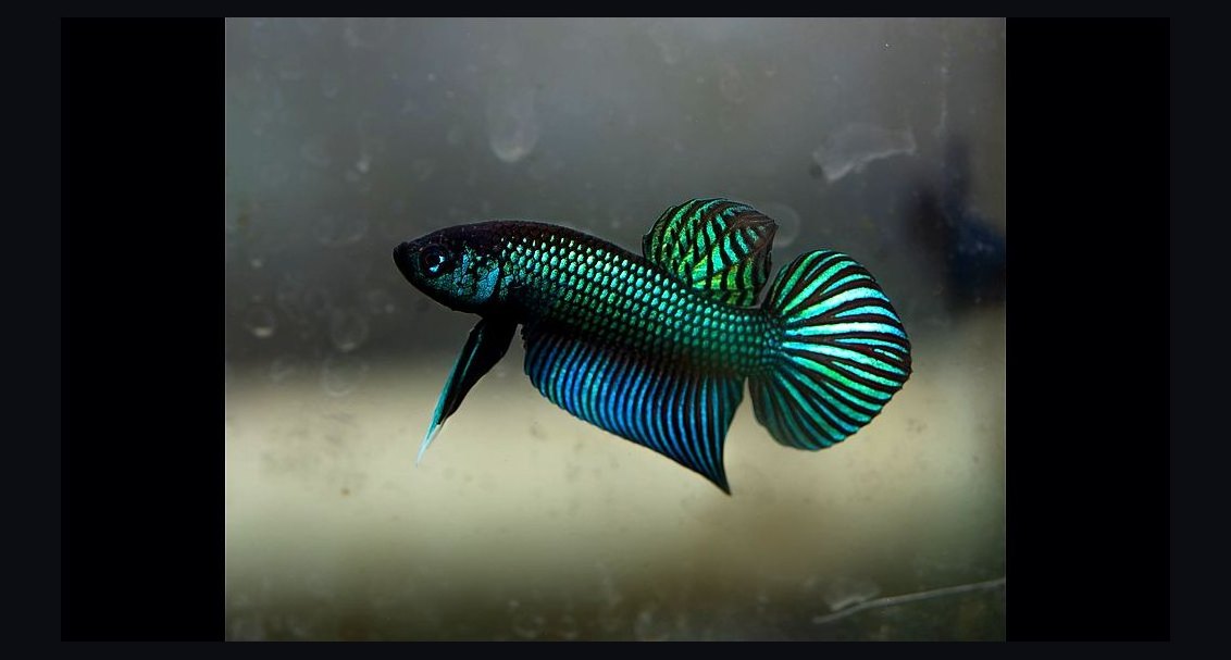 Top 10 Wild Type Betta Species 2027