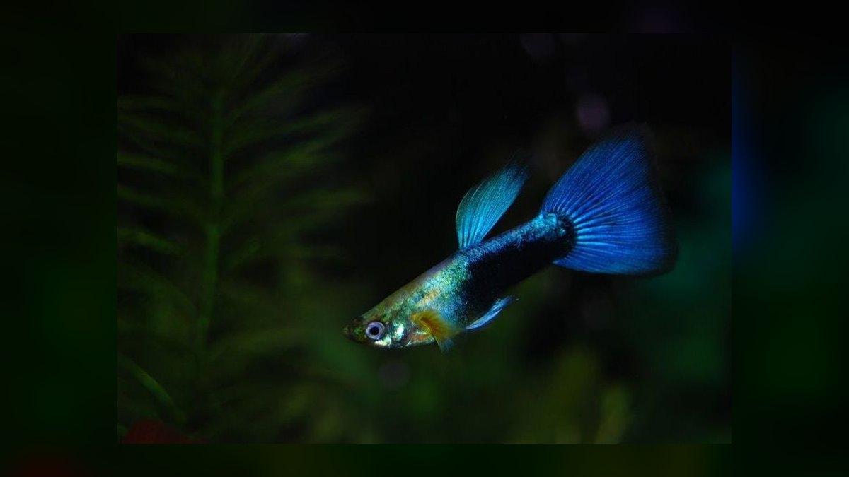 Top 10 Fancy Guppy Strain Colors 2027 — figure 10