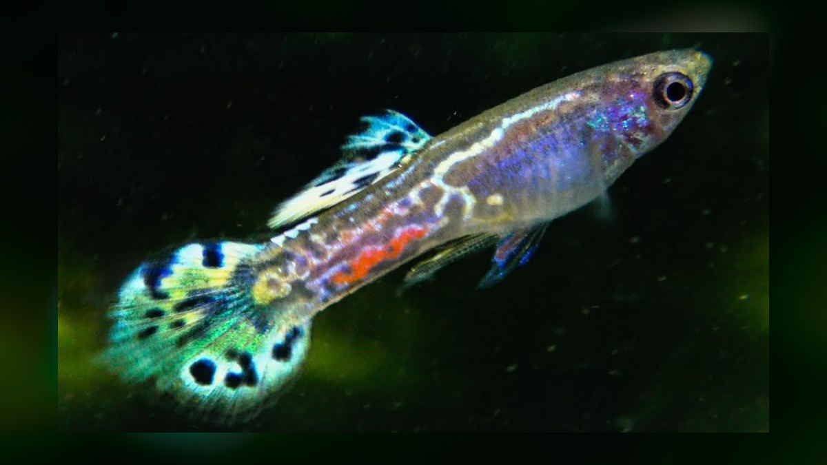 Top 10 Fancy Guppy Strain Colors 2027 — figure 7