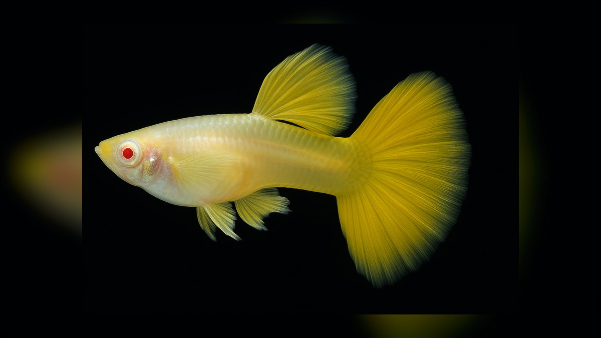 Top 10 Fancy Guppy Strain Colors 2027 — figure 8