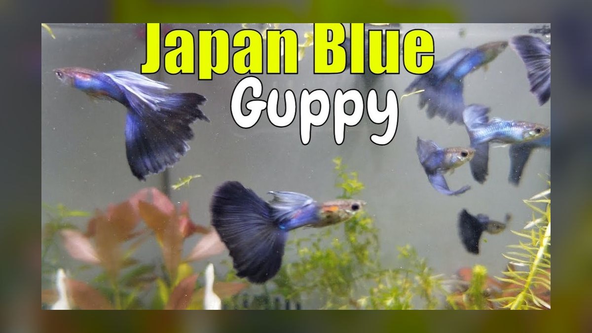 Top 10 Fancy Guppy Strain Colors 2027 — figure 9
