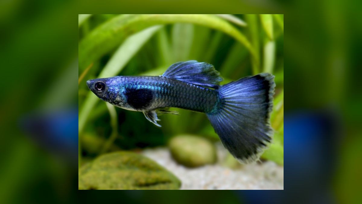 Top 10 Fancy Guppy Strain Colors 2027