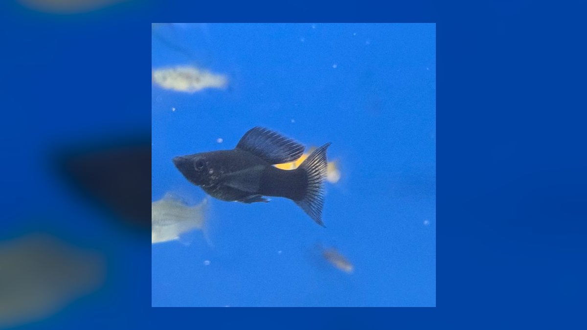Top 10 Molly Fish Varieties 2027 — figure 10