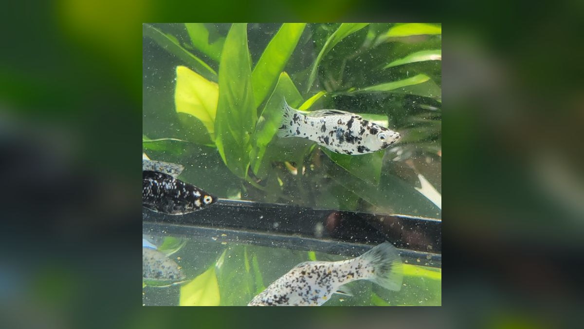 Top 10 Molly Fish Varieties 2027 — figure 2
