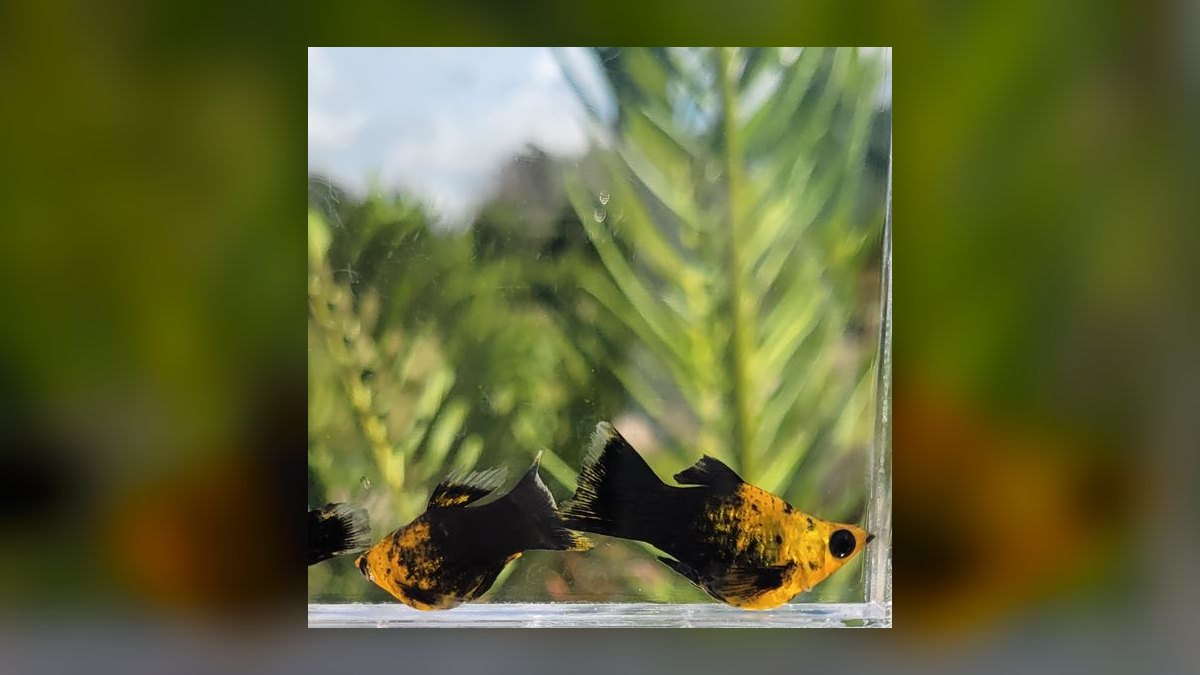 Top 10 Molly Fish Varieties 2027 — figure 3