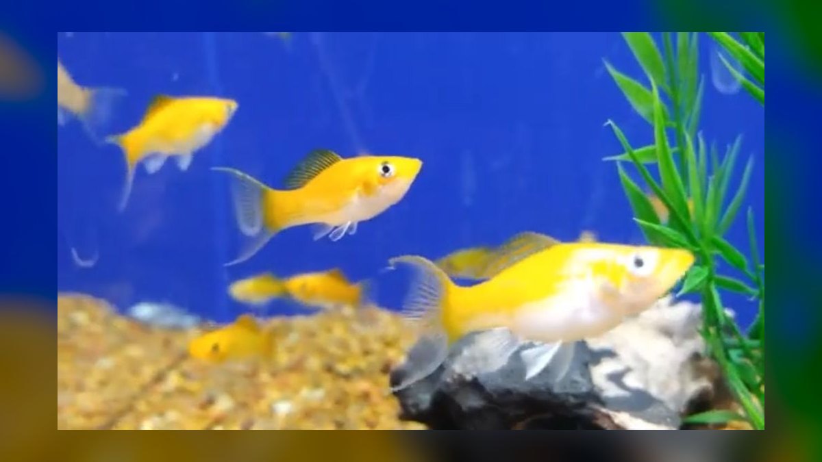 Top 10 Molly Fish Varieties 2027 — figure 4
