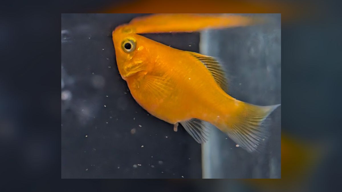 Top 10 Molly Fish Varieties 2027 — figure 5