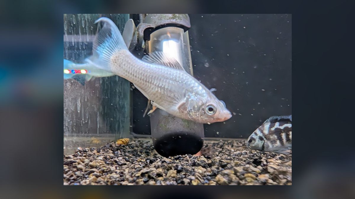 Top 10 Molly Fish Varieties 2027 — figure 7