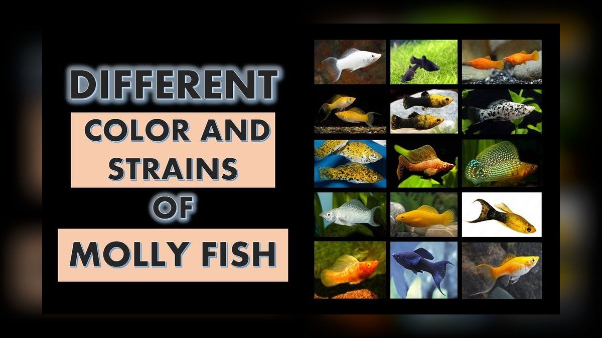 Top 10 Molly Fish Varieties 2027 — figure 9