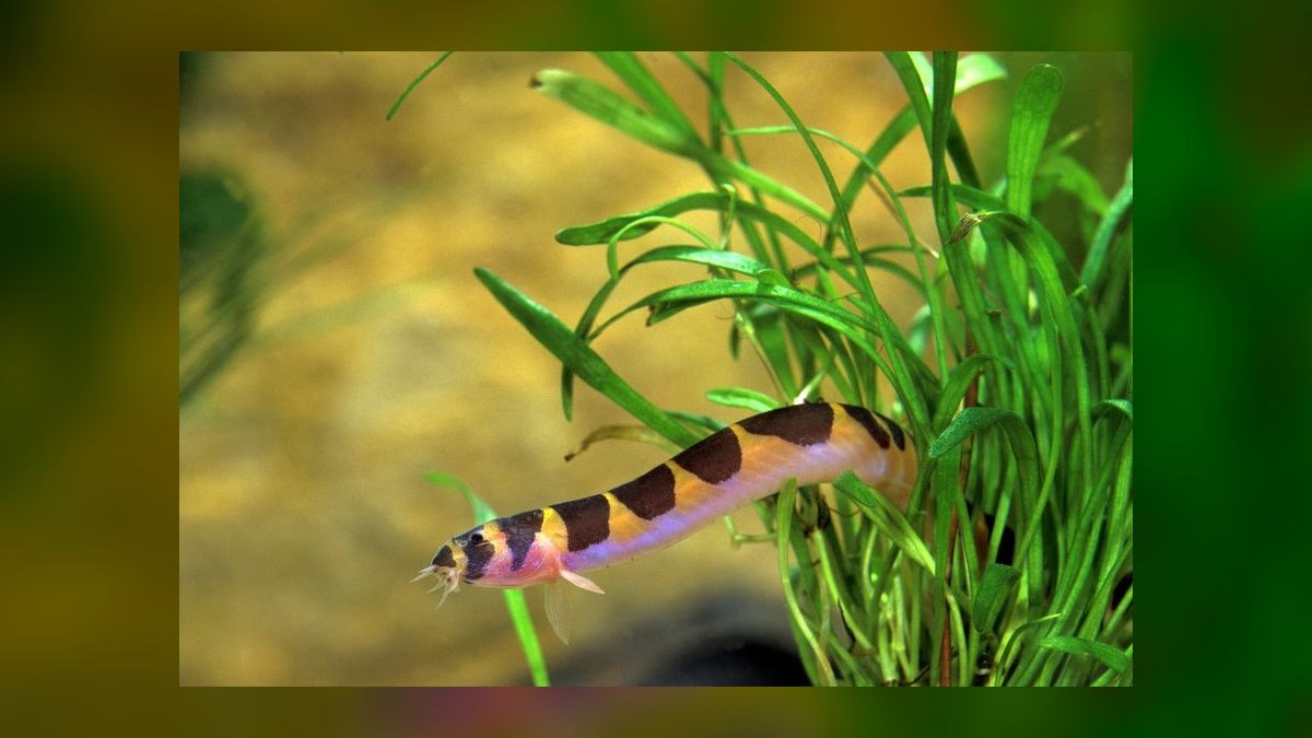 Top 10 Sailfin Molly Centerpiece Livebearers 2027 — figure 9