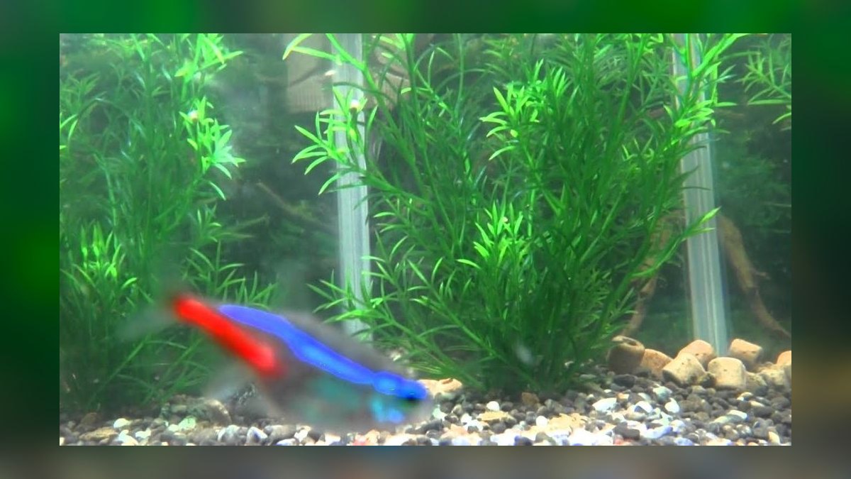 Top 10 Sailfin Molly Centerpiece Livebearers 2027