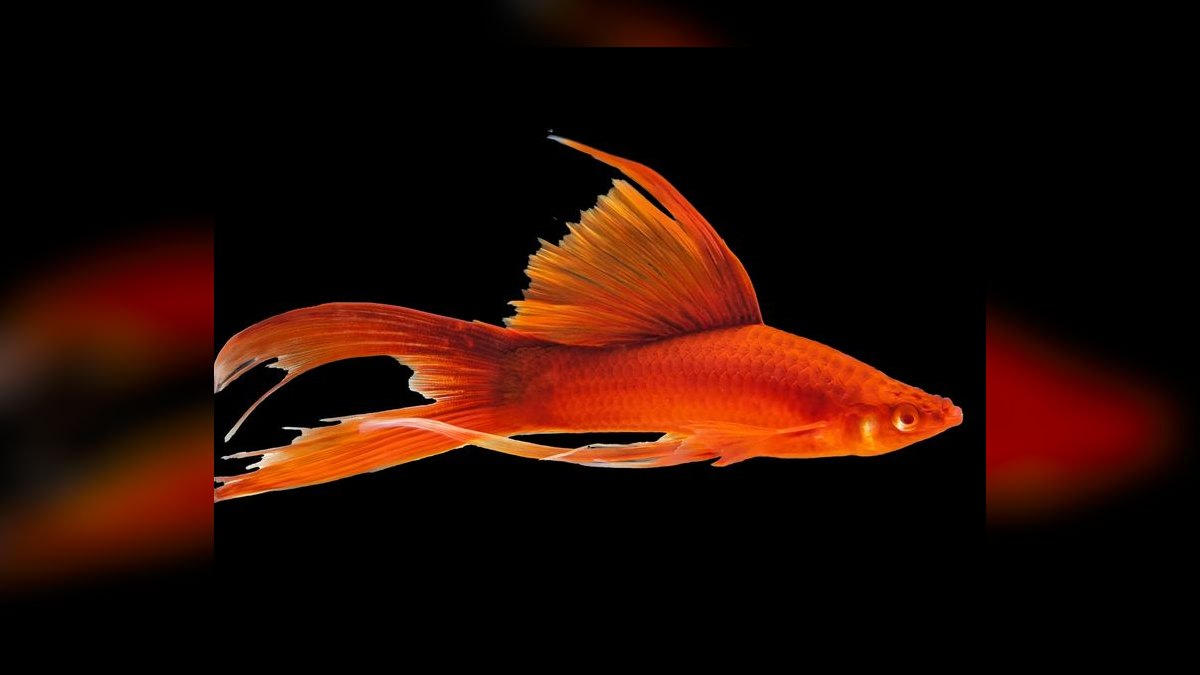 Top 10 Lyretail Swordtail Strains 2027 — figure 1