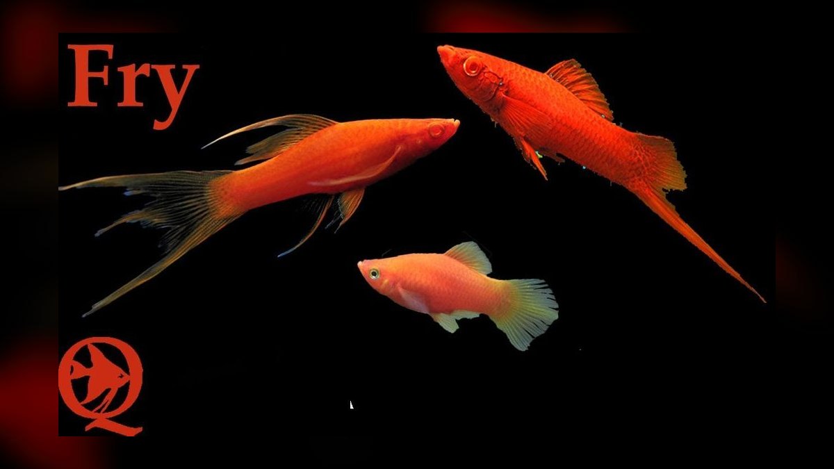 Top 10 Lyretail Swordtail Strains 2027 — figure 10