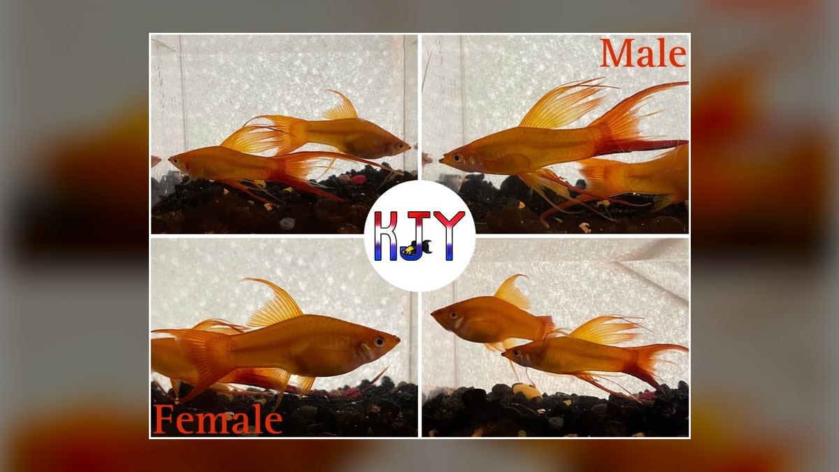 Top 10 Lyretail Swordtail Strains 2027 — figure 2