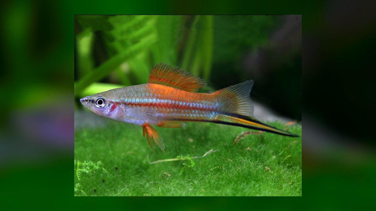 Top 10 Lyretail Swordtail Strains 2027 — figure 3