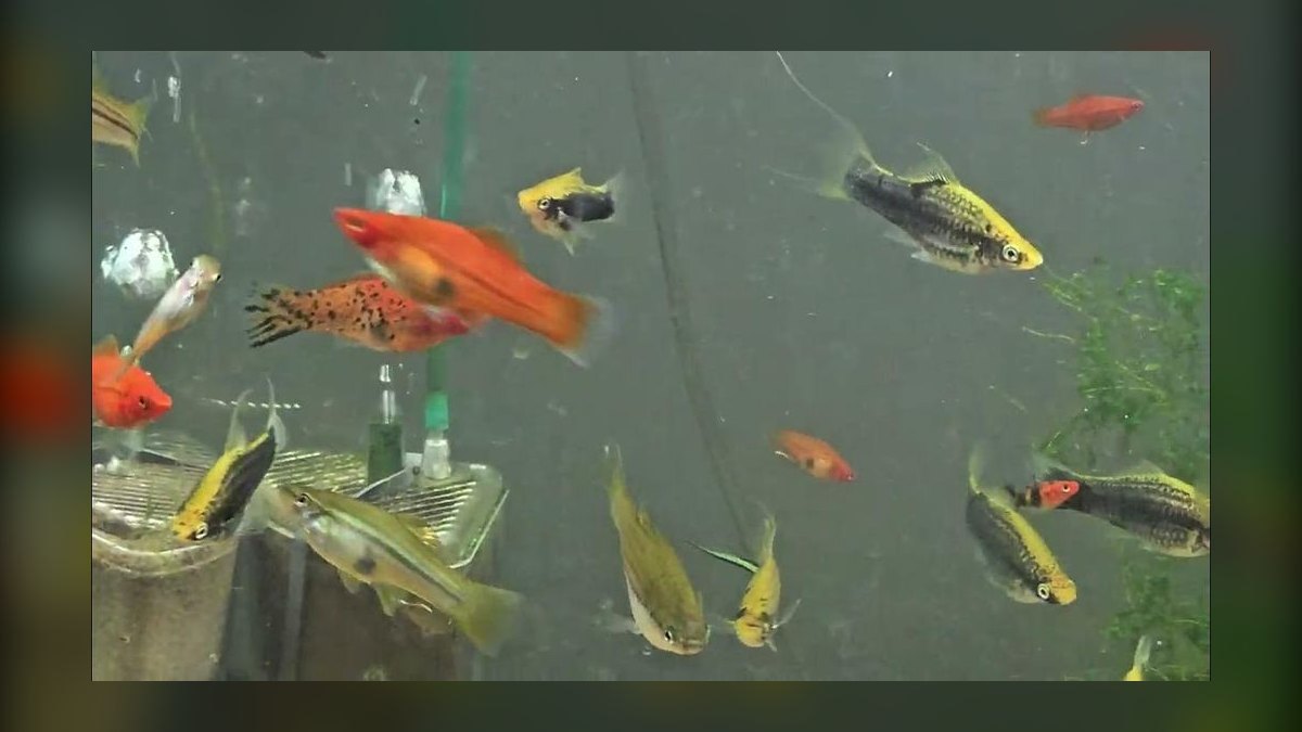 Top 10 Lyretail Swordtail Strains 2027 — figure 4