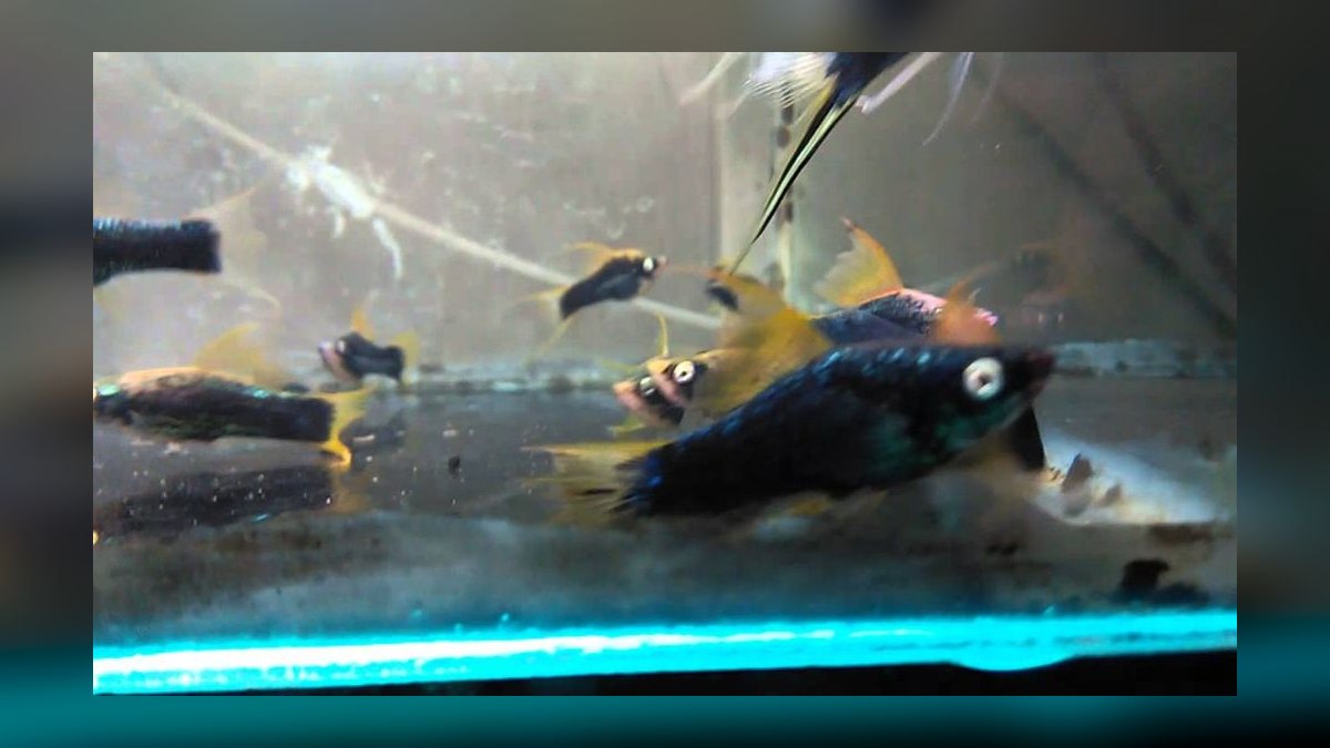 Top 10 Lyretail Swordtail Strains 2027 — figure 5